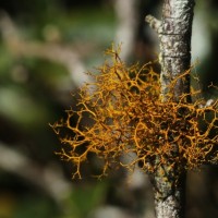 Usnea